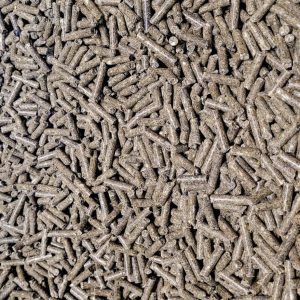 BYoshi – Cavia korrel