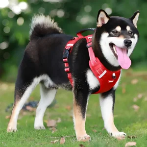 BlijeLoop Partner | Comfortabele Hondentuig voor Pijnvrij Uitlaten