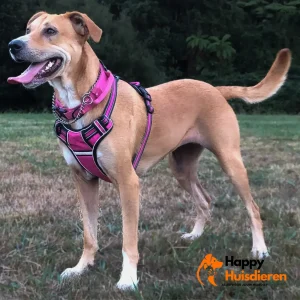 Gepersonaliseerd Antitrek Tuig met Naamlabel en Reflectie | ReflectoID Hondentuig