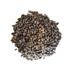 BYoshi – Cedernoten