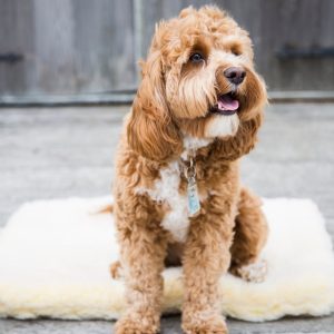 Huggle Hounds Fleecebed