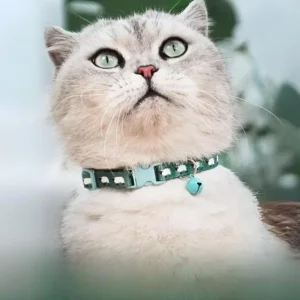 Veiligheidsbandje Kitty | Kattenhalsband met Anti-Verstikkingsgesp en Gratis Extra